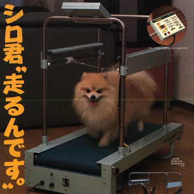 Gimnasio para perros class=