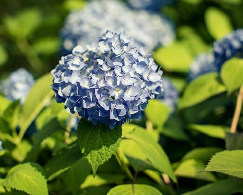 Ajisai