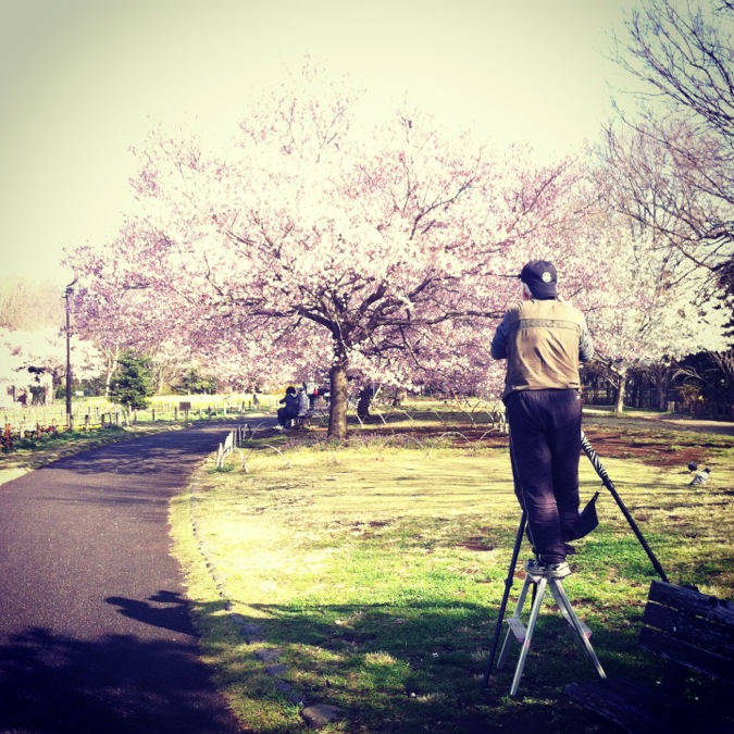 Sakura