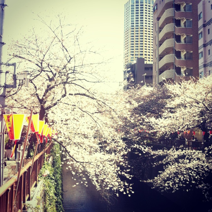 Sakura