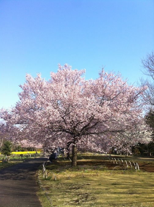 Sakura