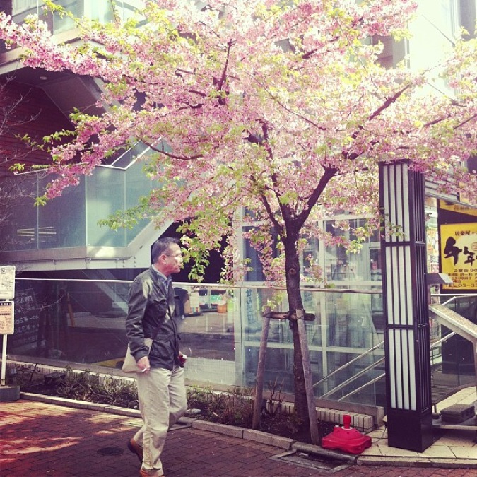 Sakura