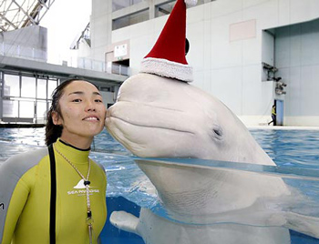 Beluga