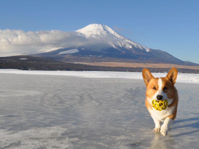 Paseando el perro junto al Fuji class=