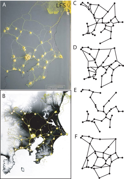 Slime Mold network