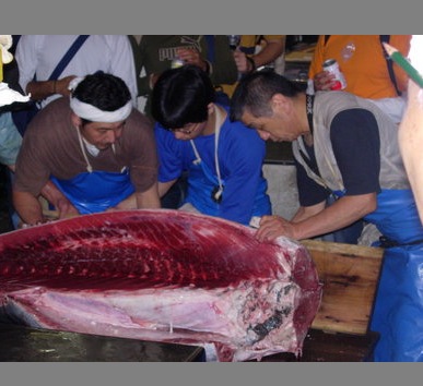 Cortando maguro en Tsukiji