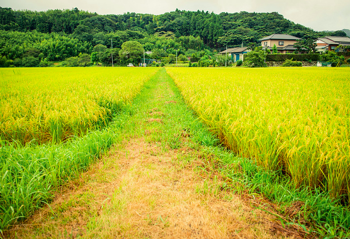 satoyama2
