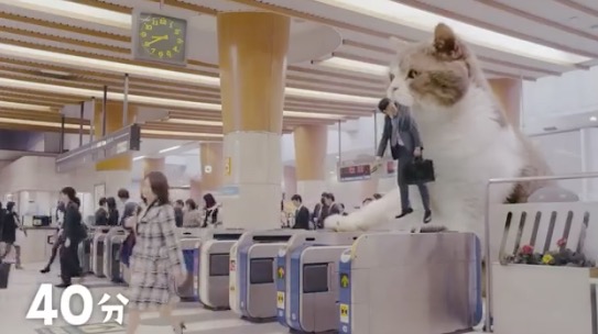 gato