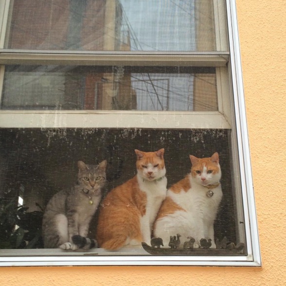 gato4